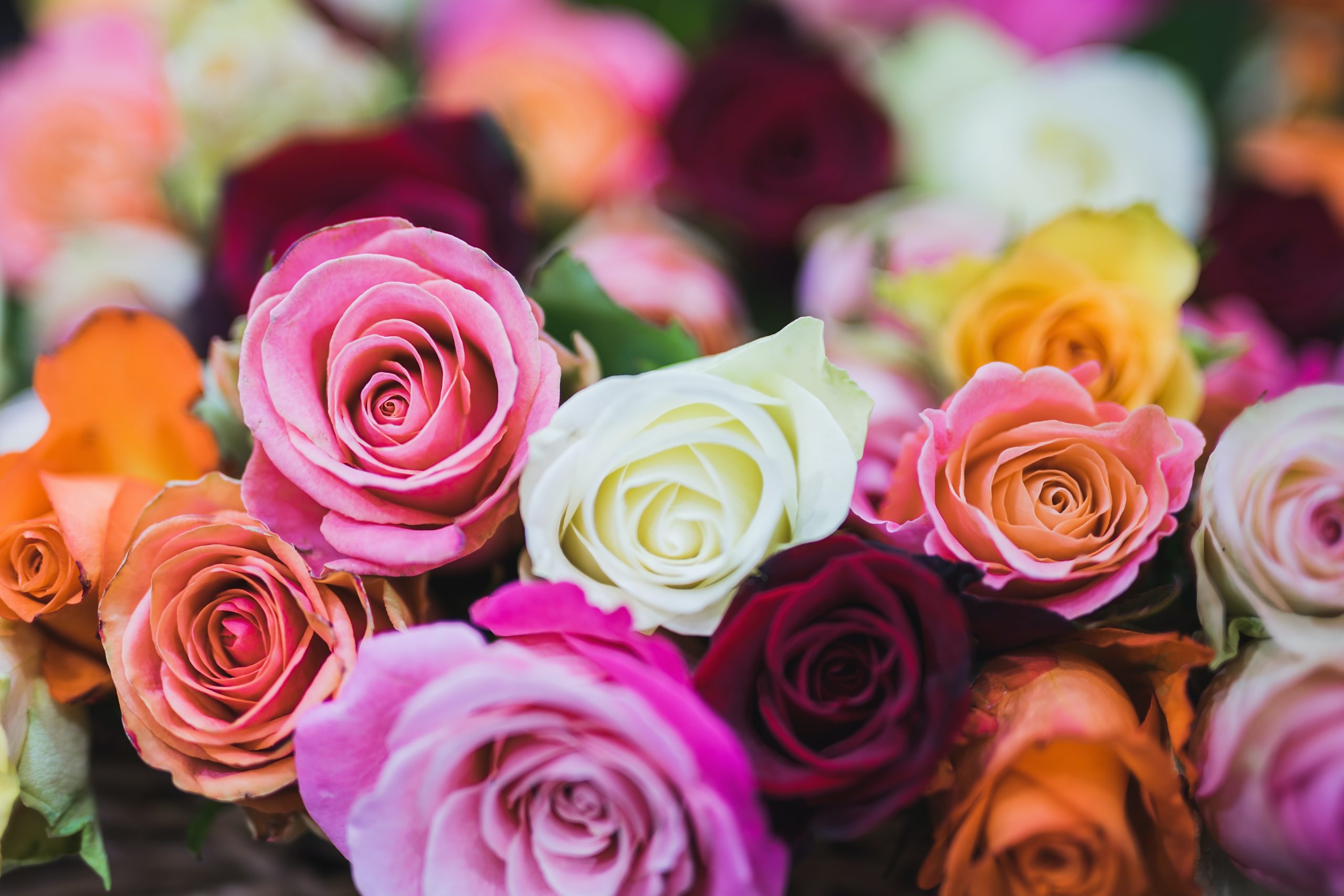 orgeval-accueil-art-floral-roses
